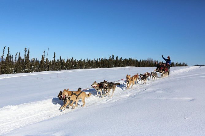 30-minute Dog Sledding Tour in Fairbanks (without transportation) - Why This Tour Stands Out