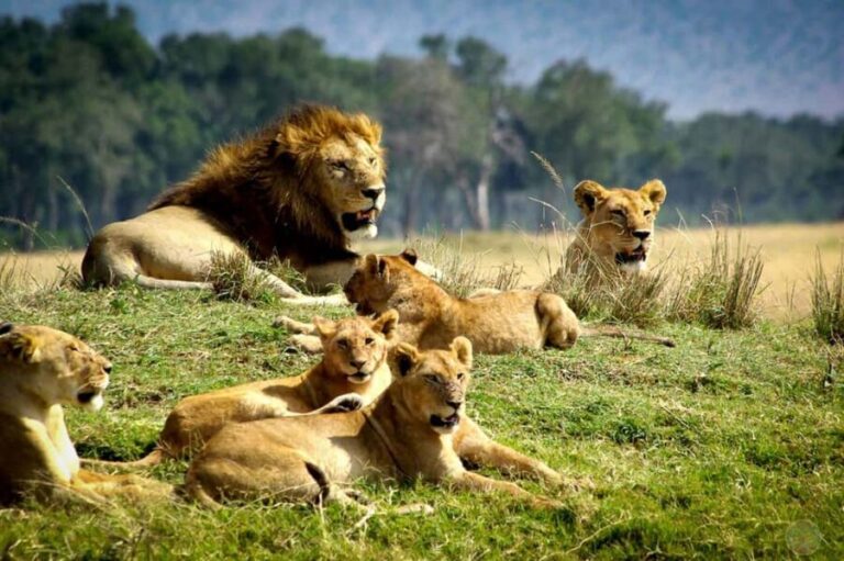 3days Masai Mara wildebeest migration group joining safari - The Itinerary in Detail