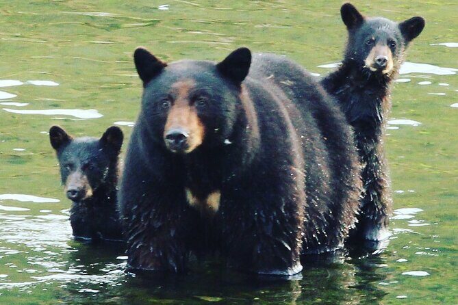 3hr Custom Private Tour of Ketchikan (4 People) Wildlife + More - FAQ