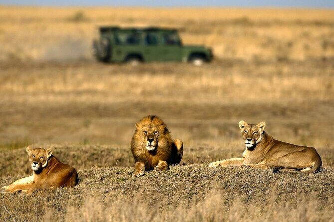 4-Day Basic Safari with Serengeti, Ngorongoro, & Tarangire - Practical Details and What You’ll Experience