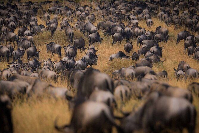 4-Day Best of Tanzania Safari - The Value of This Safari