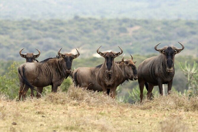 4-Day Budget Tarangire, Serengeti, Ngorongoro Safari Guided Tour - What’s Included and What’s Not