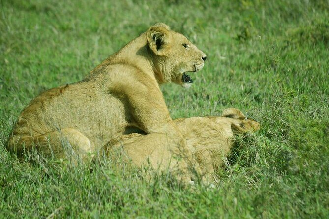 4-Day Camping on the Big Five Private Safari - What Makes This Tour Stand Out?