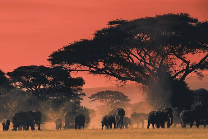 4-Day fascinating Camping Safari in Tanzania - The Value of All-Inclusive Pricing