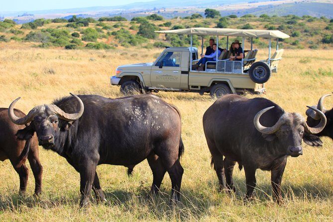 4 Day Garden Route Meander Safari Tour with Private Transfers - The Practical Side: Transportation, Accommodation, and Value