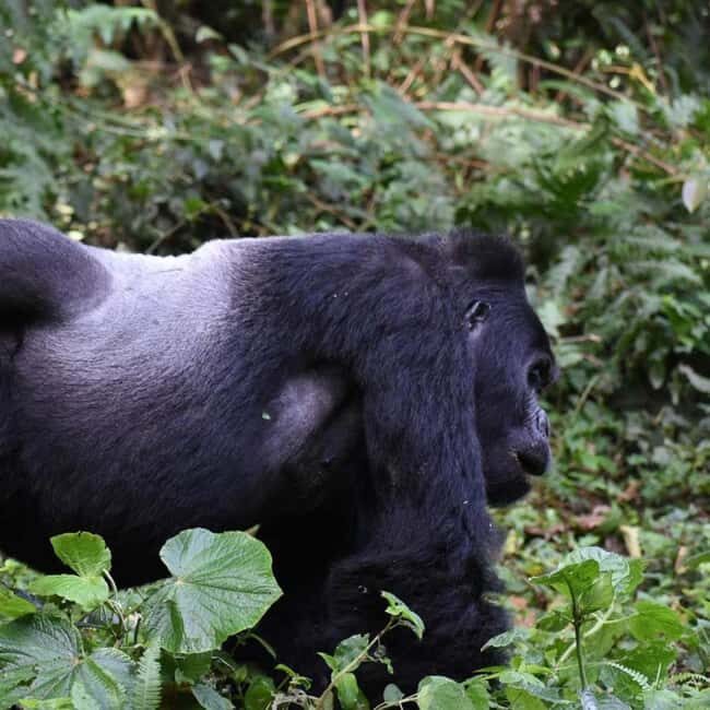 4-Day Gorillas and Golden Monkeys Safari Rwanda to Uganda - What Makes This Tour Stand Out?