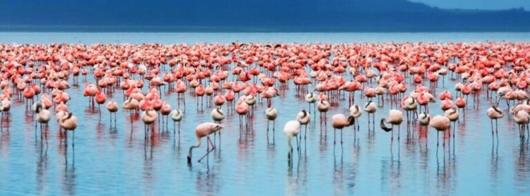 4 Day Group Joining Maasai Mara & Lake Nakuru for flamingos - Exploring the 4-Day Kenya Safari: What to Expect