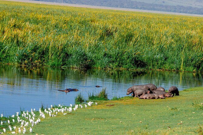 4-Day Group Joining Safari in Tanzania | Shared Safari - What’s Included and How It Impacts Your Experience