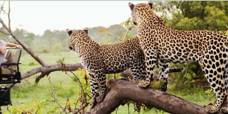 4 Day Kruger National Park Private Safari From Johannesburg - Exploring the Itinerary Step-by-Step