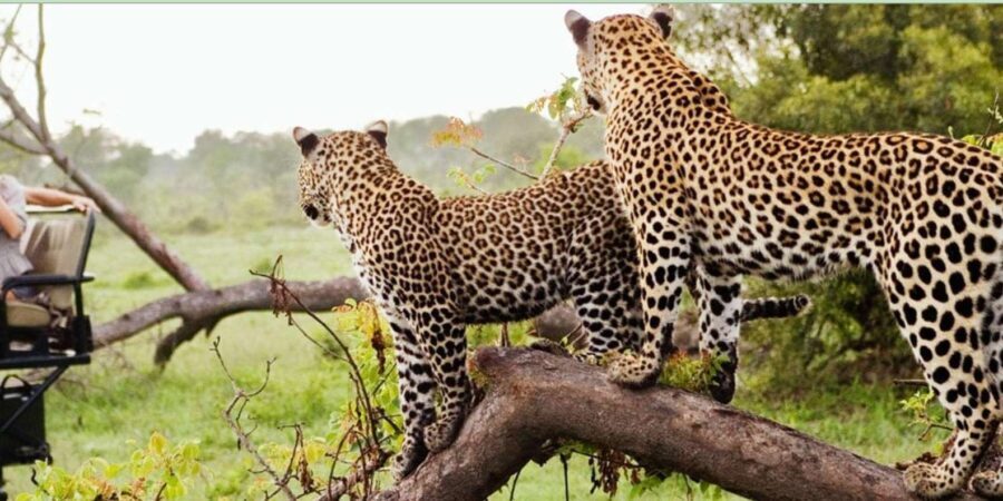 4 Day Kruger National Park Private Safari From Johannesburg - Exploring the Itinerary Step-by-Step