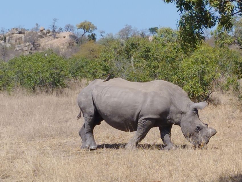 4 Day Kruger Park Safari and Panorama Route - What Makes This Tour Stand Out?