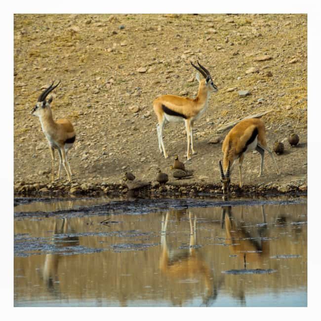 4-Day Lake Manyara, Serengeti & Ngorongoro Mid Range Tour - Final Thoughts: Who Should Consider This Tour?