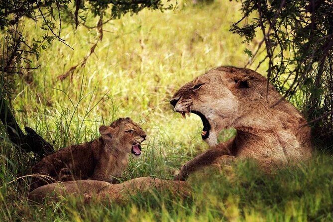 4-Day Manyara Serengeti and Ngorongoro Wonders Budget Safari Tour - What Travelers Say