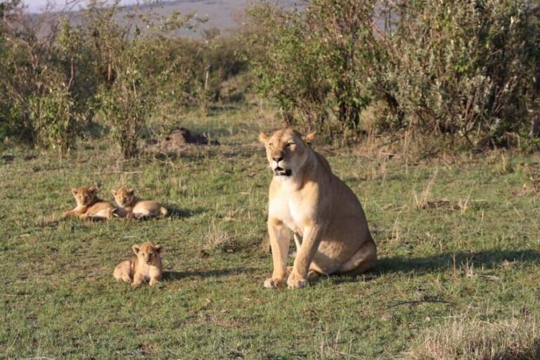 4-Day Masai Mara and Lake Nakuru Mid-Luxury Safari - Authentic Experiences and Traveler Feedback