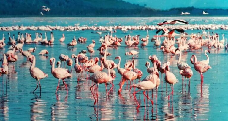 4-Day Masai Mara and Lake Nakuru safari from Nairobi - A Practical Breakdown of the Itinerary
