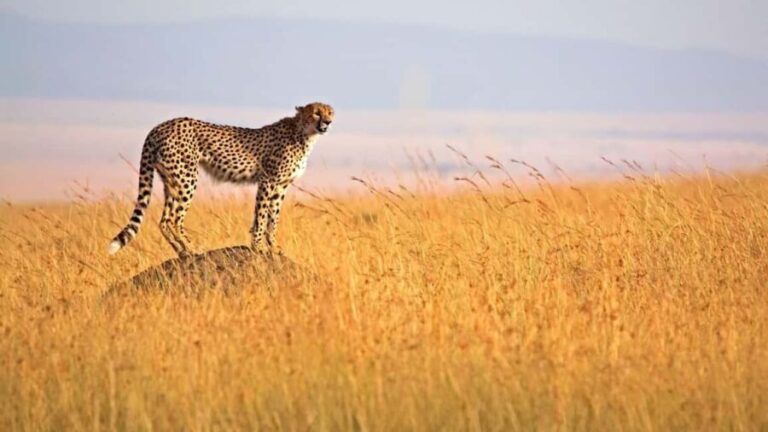 4-Day Masai Mara Lake Nakuru Budget - Itinerary Breakdown: What Makes Each Day Special