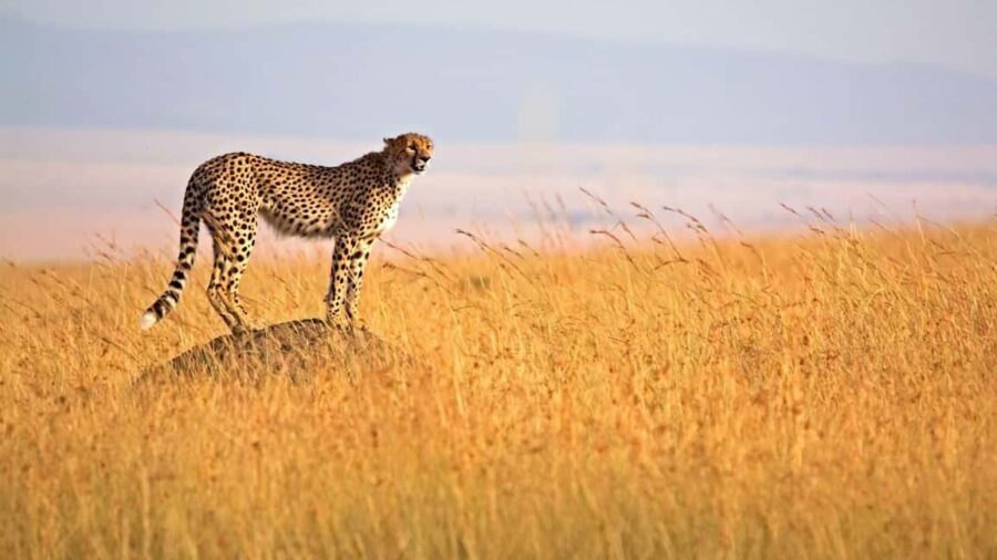 4-Day Masai Mara Lake Nakuru Budget - Itinerary Breakdown: What Makes Each Day Special