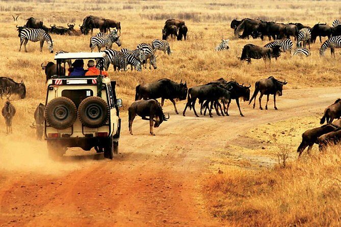 4 Day Mid-range Private Roundtrip Flying from Zanzibar - Day 2: Exploring the Migration in Northern Serengeti
