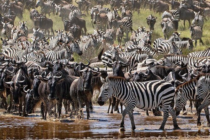 4-Day Northern Tanzania Camping Tour Safari - Authentic Experiences and Genuine Feedback