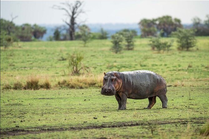 4-Day Private Lake Natron and Serengeti Wildlife Safari - What Travelers Say