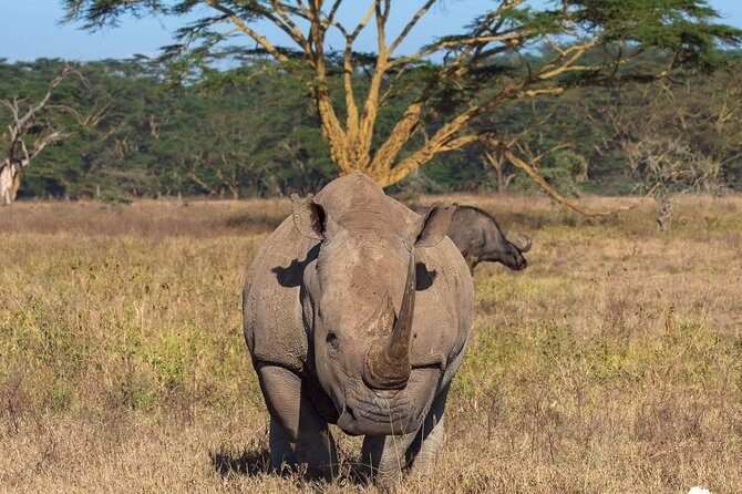 4-Day Private Lodge Safari Tanzania - What Travelers Say