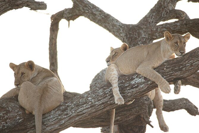 4 Day Private Tour in Tanzania - What Travelers Say