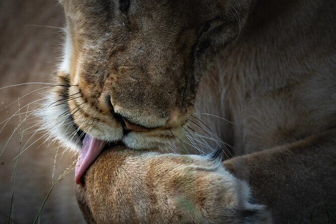 4 Day Private Wilderness Safari in Arusha - Authentic Experiences and Practical Tips