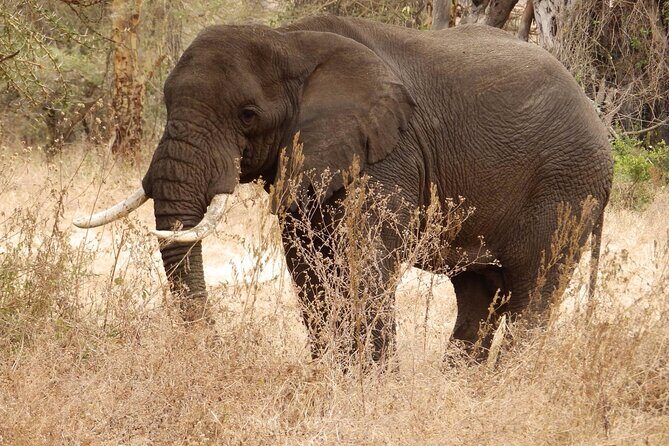 4-Day Safari from Arusha: Tarangire, Serengeti and Ngorongoro - Day 2: Serengeti