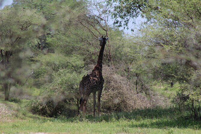 4-Day Safari in Tarangire, Serengeti & Ngorongoro (Mid-range) - The Sum Up