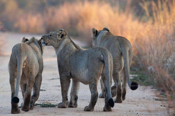 4-Day Safari: Lake Manyara, Serengeti & Ngorongoro - The Experience: What Travelers Say