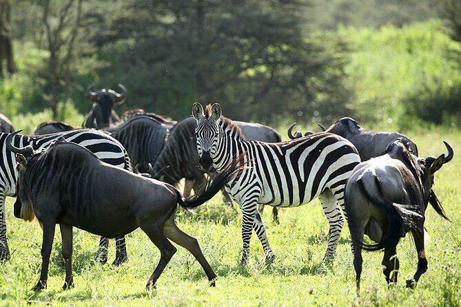 4-Day Serengeti, Ngorongoro, & Lake Manyara Budget Tour - What You’ll Experience