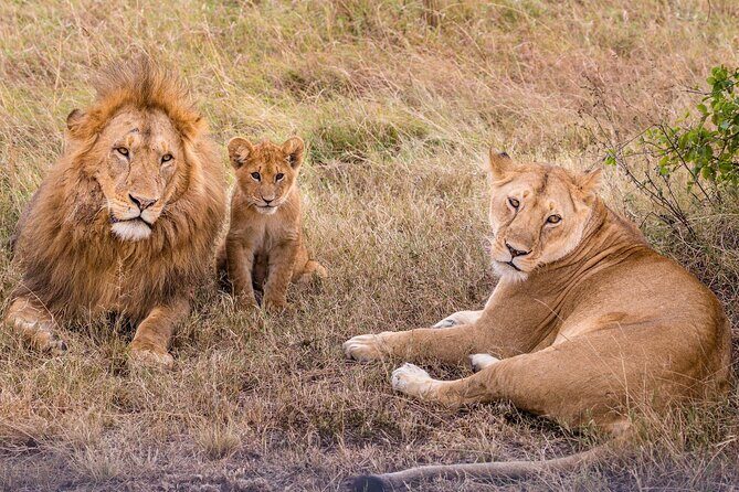 4-Day Simba Safari - Mid Range Tour - Transportation & Group Size