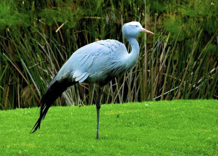 4 Day Small Group Garden Route Tour From Cape Town - An In-Depth Look at the 4-Day Garden Route Experience