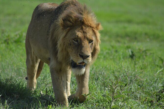 4-Day Small-Group Tour of Tanzania - Day-by-Day Breakdown: What You Can Expect