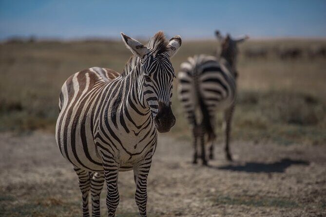 4-Day Tanzania Camping Safari Experience - What Travelers Say: Authentic Experiences and Expert Guides