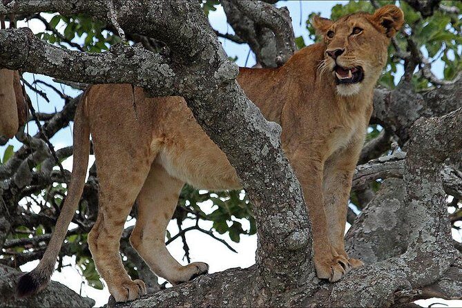 4-Day Tanzania Camping Safari to Lake Manyara, Serengeti, and Ngorongoro Crater - Authenticity and Value