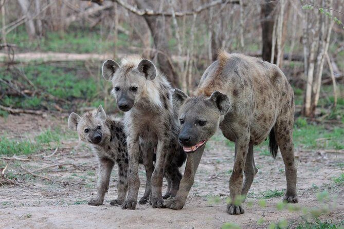 4 Day Tanzania Luxury Safari - Day 2: From the Highlands to the Plains of Serengeti