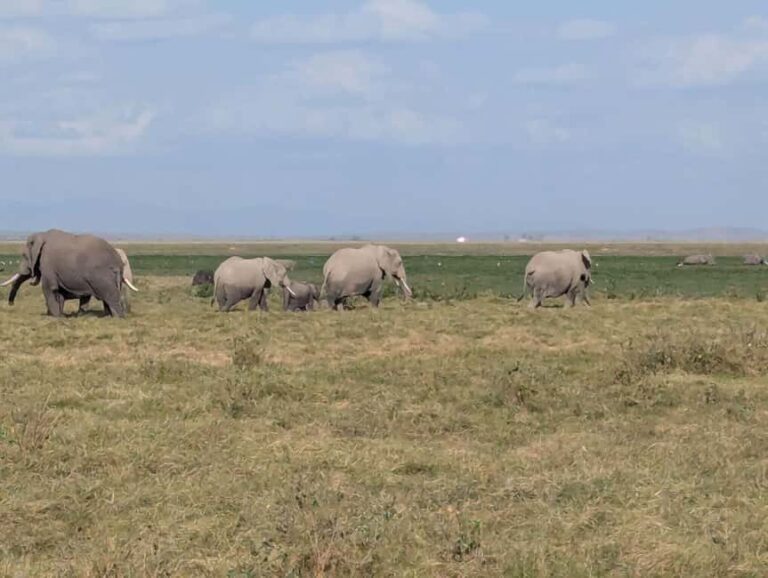 4-Day Tsavo East, Amboseli & Taita Salt From Diani - Key Points