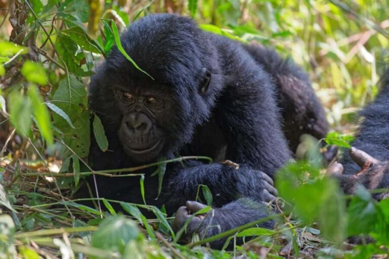 4-Day Uganda Safari with Gorillas starting from Kigali - Why This Tour Offers Great Value