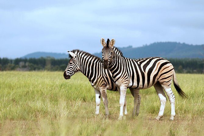 4 Days / 3 Nights Lake Manyara, Ngorongoro and Serengeti - What Makes This Tour Stand Out?