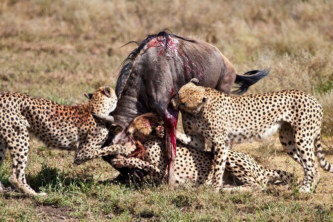 4 days 3 nights Safari- Tarangire, Serengeti and Ngorongoro Crater - Detailed Breakdown of the Itinerary