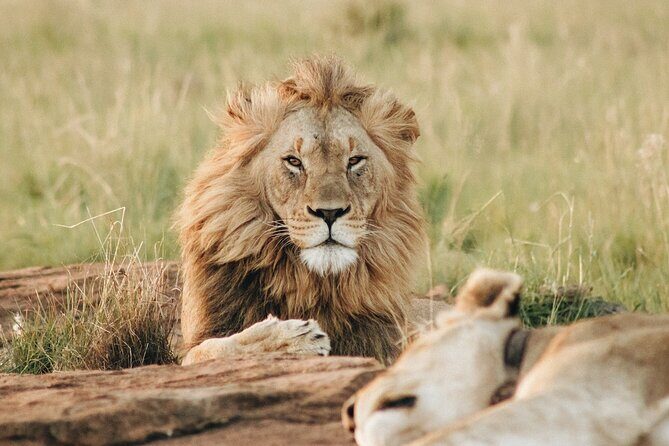 4 Days Experience big five in Tarangire, Serengeti & Ngorongoro Safari - Why Value Is Key