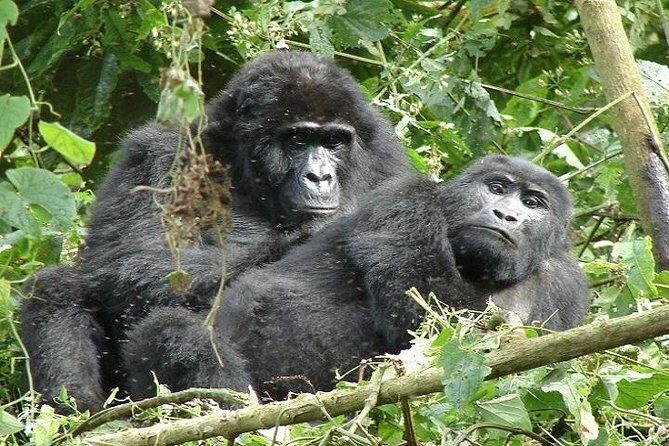 4 Days Gorilla experience Uganda - What Makes This Tour Stand Out?