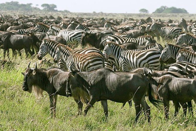 4 Days Join Group tour Tarangire Serengeti and Ngorongoro crater - Authentic Experiences and Guest Feedback