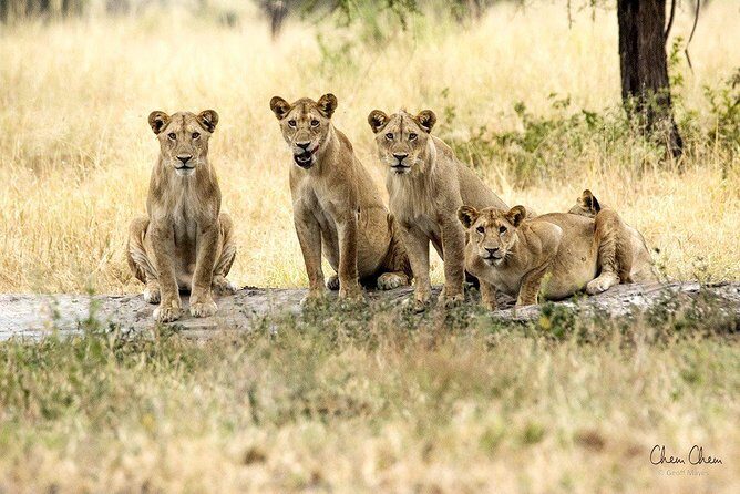 4 Days Joining group budget camp Safari in Serengeti , Ngorongoro and Tarangire - Practical Details and Considerations