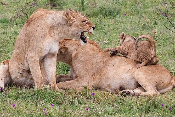 4 Days lodge &camping Tarangire,Serengeti, Ngorongoro Safari Tour - Final Thoughts