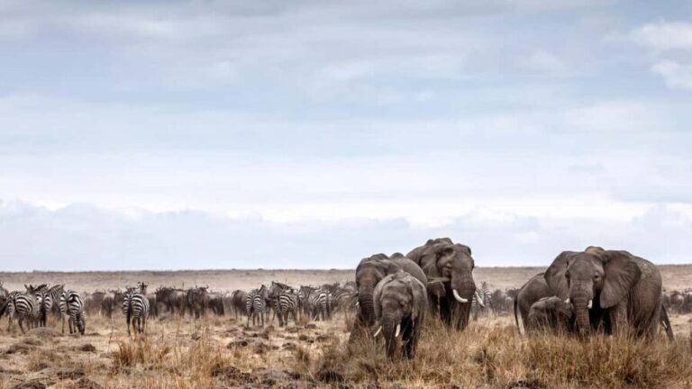 4 Days Masai Mara National Reserve Luxury Lodge Safari - The Practicalities and Value