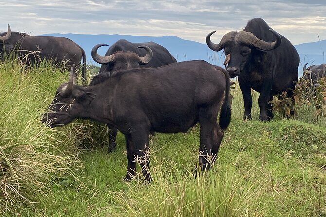 4 Days Private Tour Tarangire Crater and Serengeti - Day 3: Full Day in Serengeti