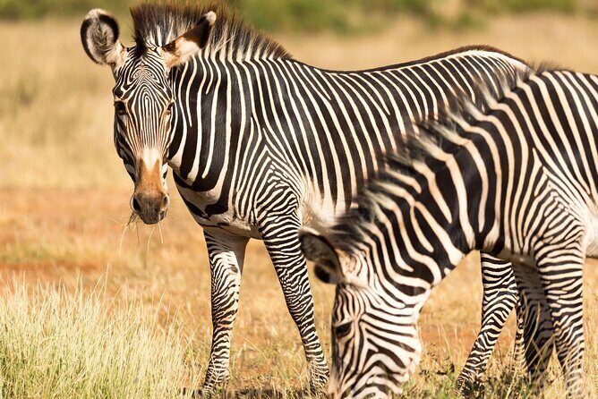 4 Days Safari to Tarangire, Serengeti and Ngorongoro - Final Thoughts