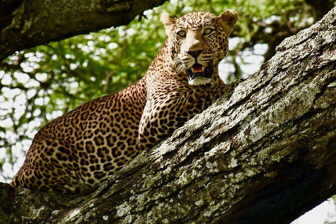 4 days safari - Who Should Consider This Safari?